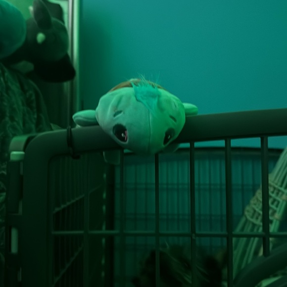 Turtle - Picture 8 of 8